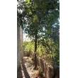rustico con terreno - Sant Anna di Lode - Sant Anna  centro